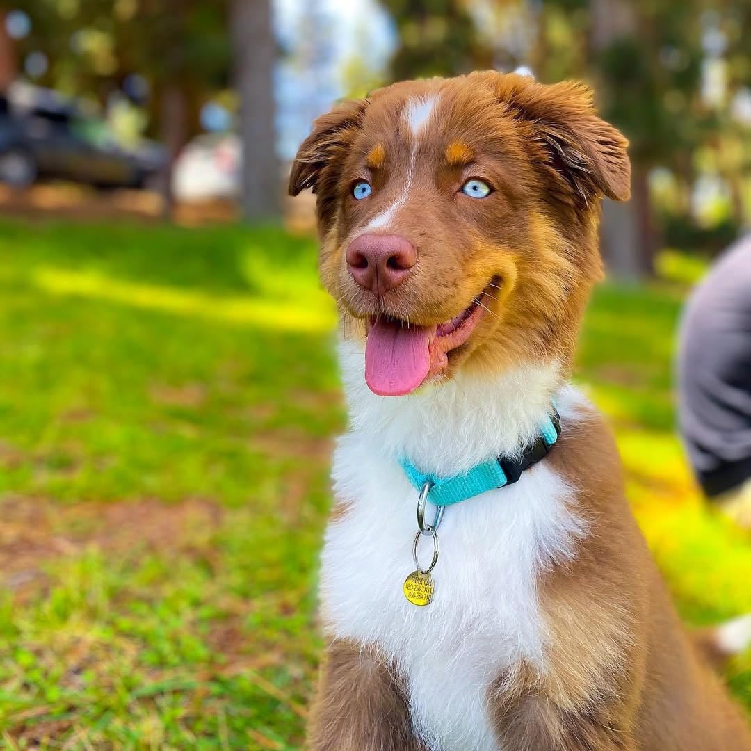 Blueberry Pet Essentials Adjustable Dog Collar in Turquoise | Dog Collars for Medium & Large Dogs | Eco-Friendly Nylon for Boy & Girl Puppies | Stylish & Durable for The Eco-Conscious