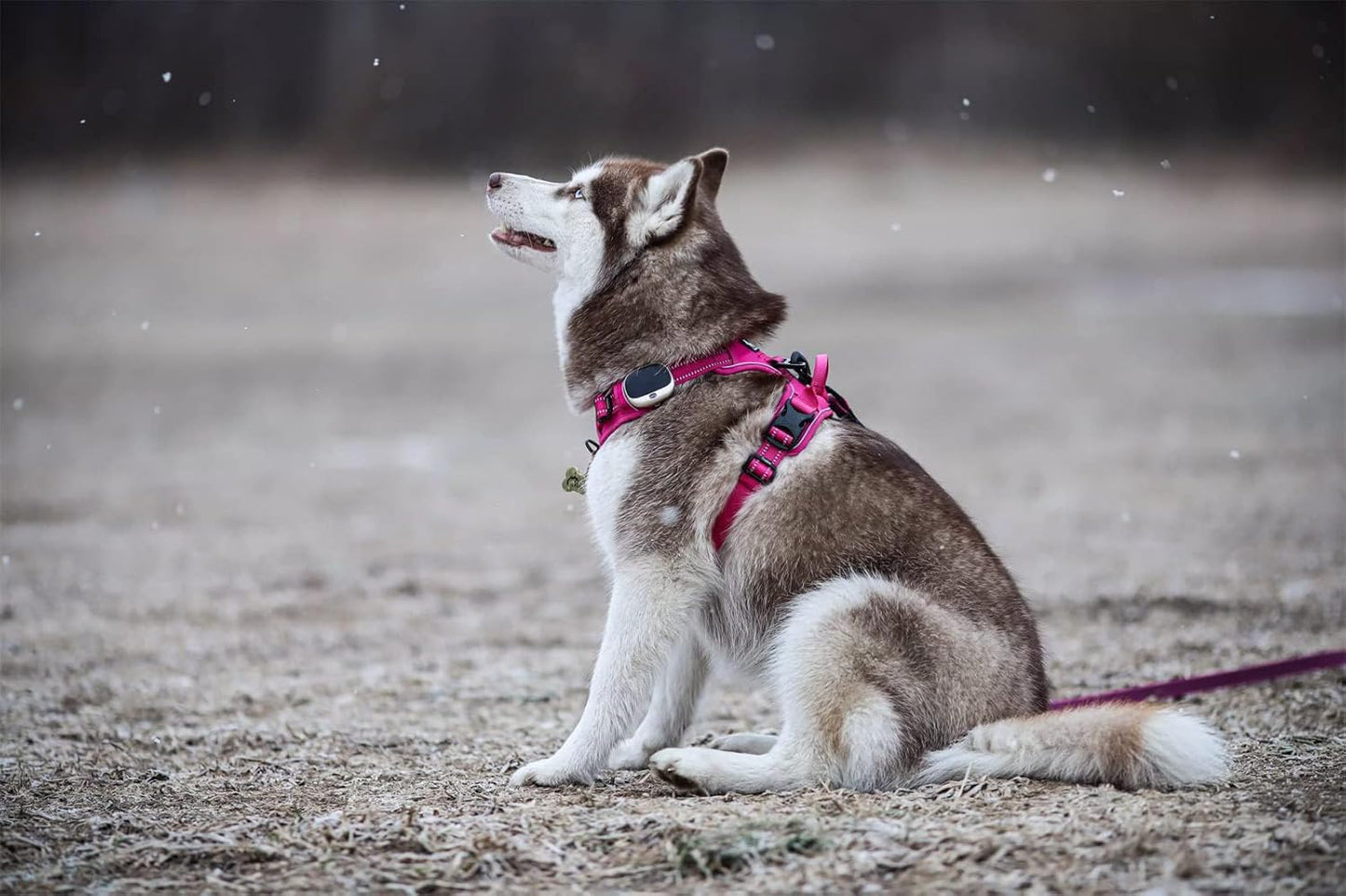 TRUE LOVE Adjustable No-Pull Dog Harness Reflective Pup Vest Harnesses Comfortable Control Brilliant Colors Truelove TLH5651(Fushcia,XL)