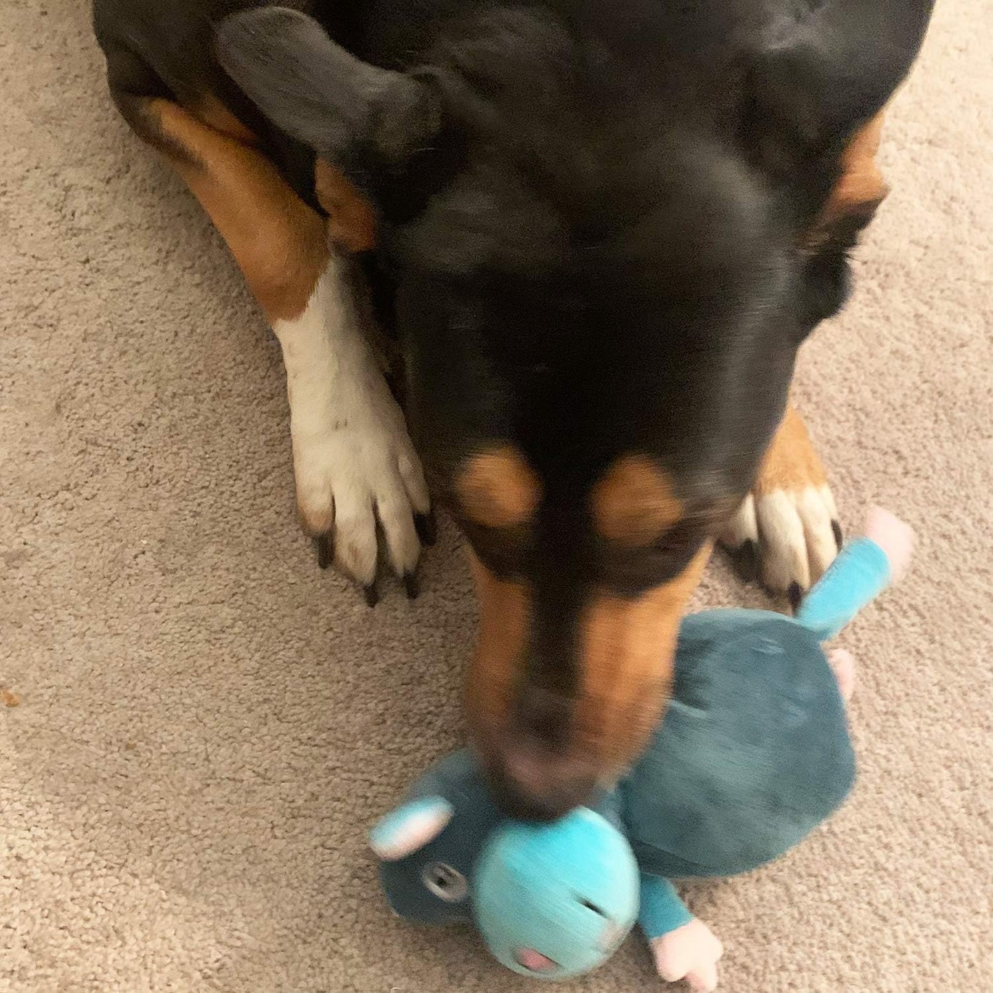 Jalousie Dog Squeaky Toys Value Set Non-Toxic Squeaky Balls Toss Fetch TPR Rubber Puppy Toys Spikey Dog Chew Toy for Small Medium Breed Pet Toys for Puppy (3 Pack 2-in-1 Plush)