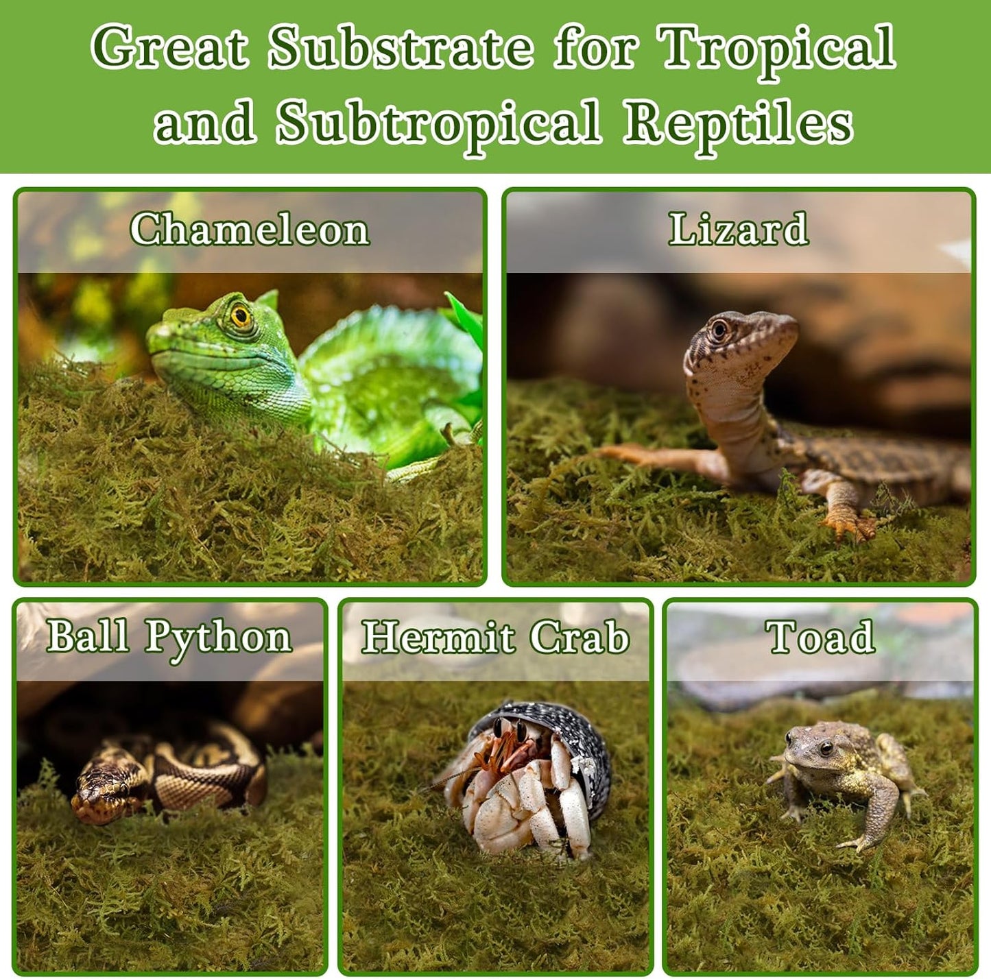 Halatool 1.5LB Natural Sphagnum Moss for Reptiles- 80QT Green Live Moss for Terrarium Plants Long Fiber Reptile Moss for Leopard Gecko Snake Hamsters Tortoises Frogs Lizards Salamanders