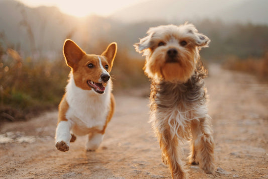 5 Ways to Keep Your Pet Happy and Healthy Every Day