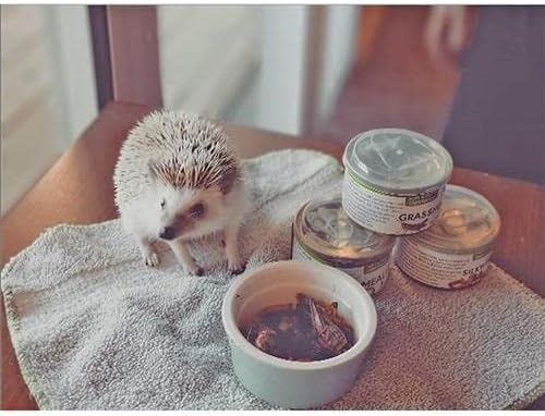 Canned Crickets (1.2 oz.) - Healthy High Protein Insect Treat - Hedgehogs, Sugar Gliders, Reptiles, Wild Birds, Chickens, Lizards, Bearded Dragons, Skunks, Opossums, Fish, Amphibians, Turtles