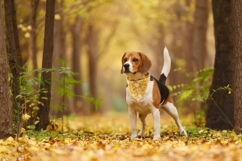 Lionet Paws Flower Dog Bandana,Fabric Yellow Dogs Kerchief for Small Medium Dogs,Dog Cotton Triangle Bibs Scarf for Girl Boy