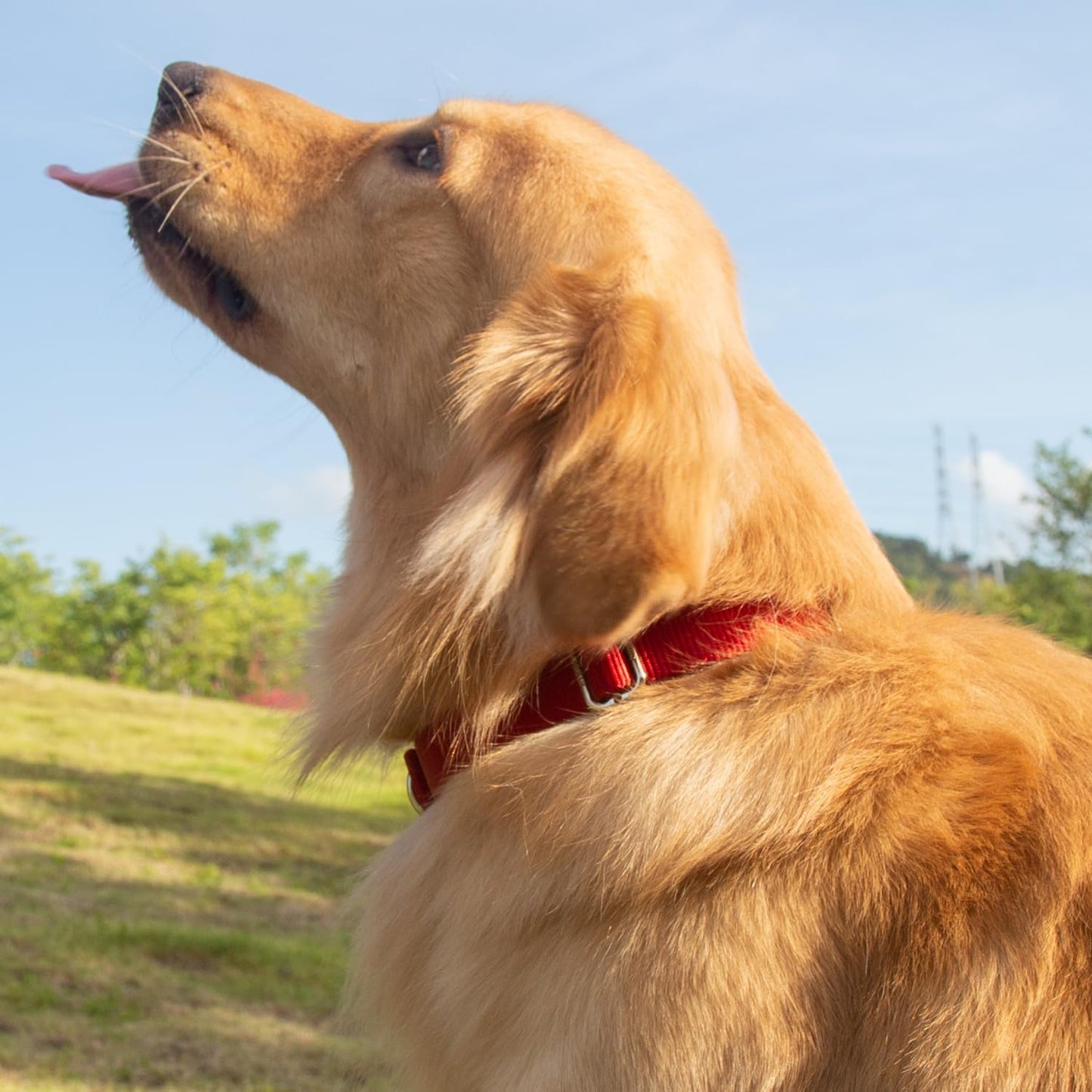 Hyhug Pets Classic Regular Solid Color Puppy Dog Collar (Small, Red)
