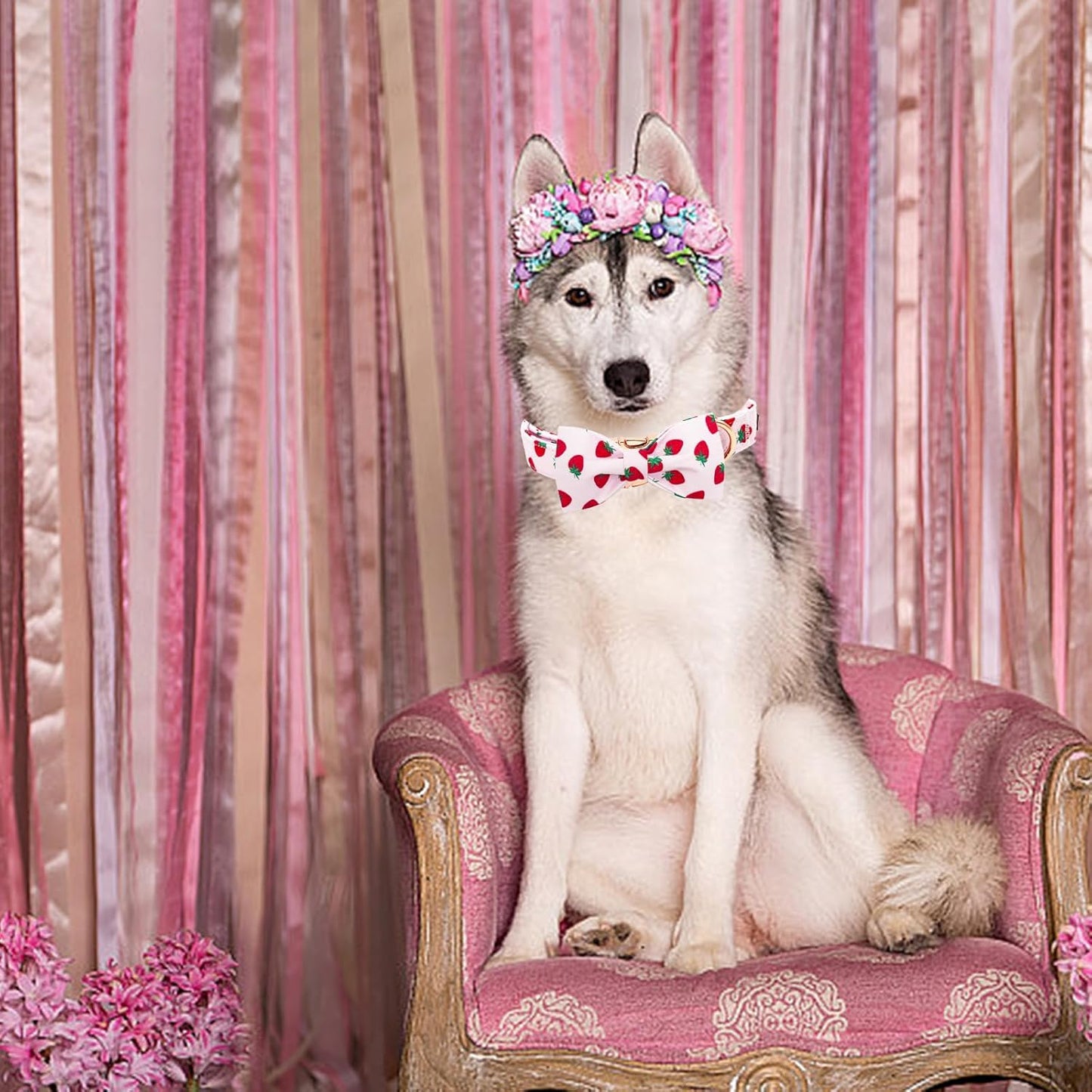 Elegant little tail Dog Collar, Strawberries Print Pet Collar Summer Dog Collar Durable Metal Buckle Dog Collars Cotton Pet Adjustable Dog Collars for X-Small Dogs