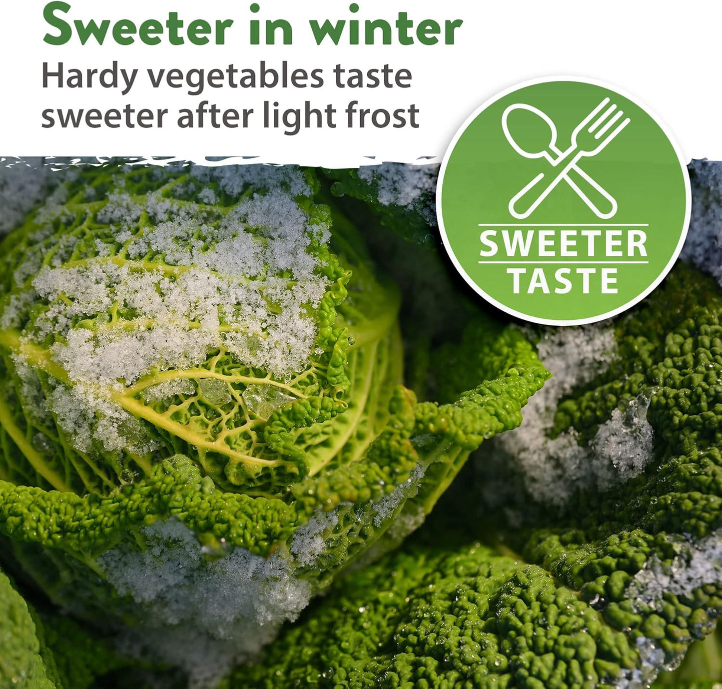 HOME GROWN 12 Winter Vegetable Seeds 𝗡𝗢𝗡-𝗚𝗠𝗢 Heirloom,Fall & Winter Vegetable Seeds for Planting Home Garden: Bean, Beet, Broccoli, Cabbage, Carrot, Cauliflower, Kale,Parsnip,Squash,Chard & More