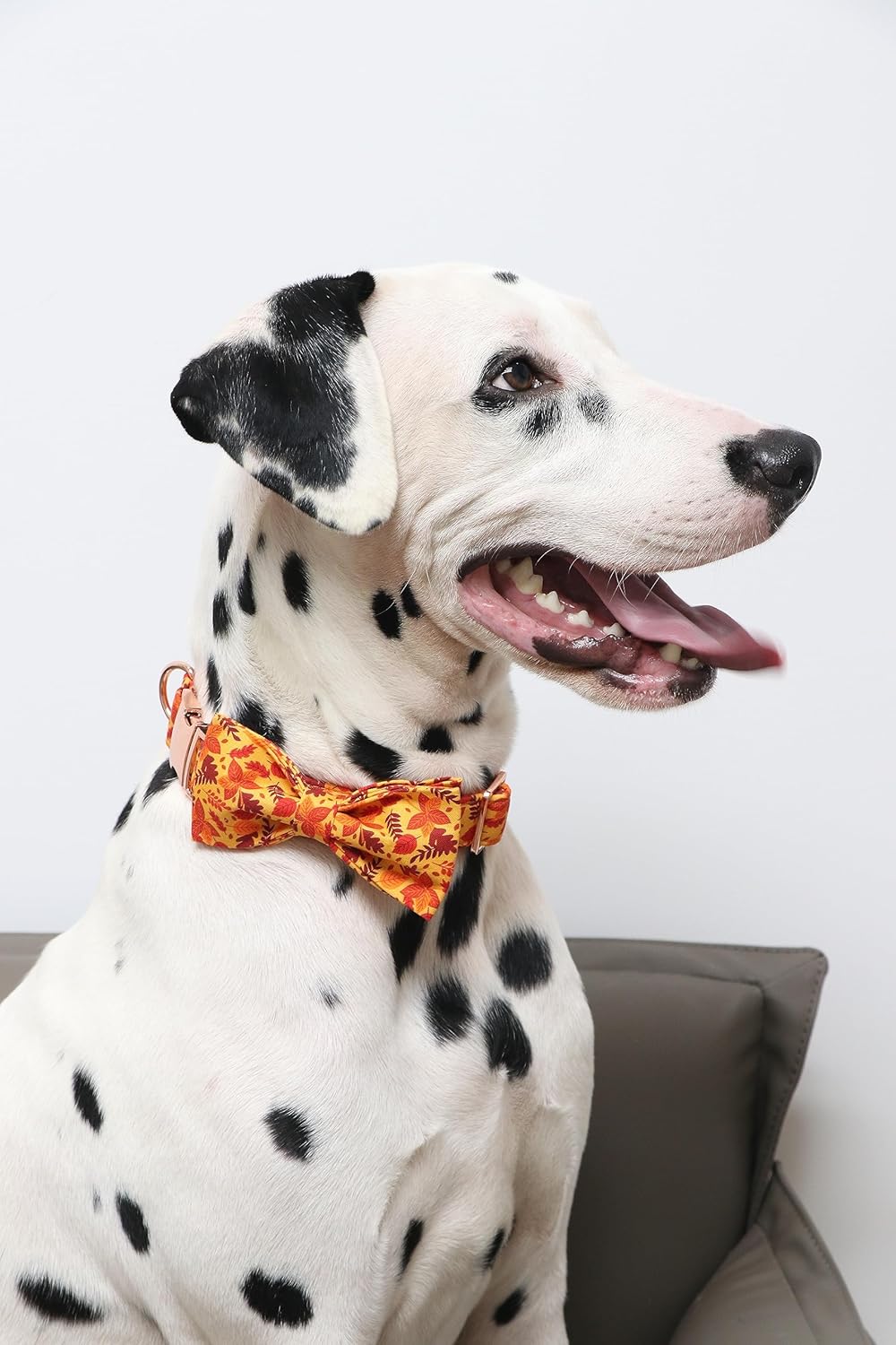 Lionet Paws Dog Collar with Bowtie - Cute Cotton Adjustable Fall Bowtie Dog Collar with Metal Buckle for Small Medium Large Dog Girl Boy Gift, M, Neck 13.5-22in