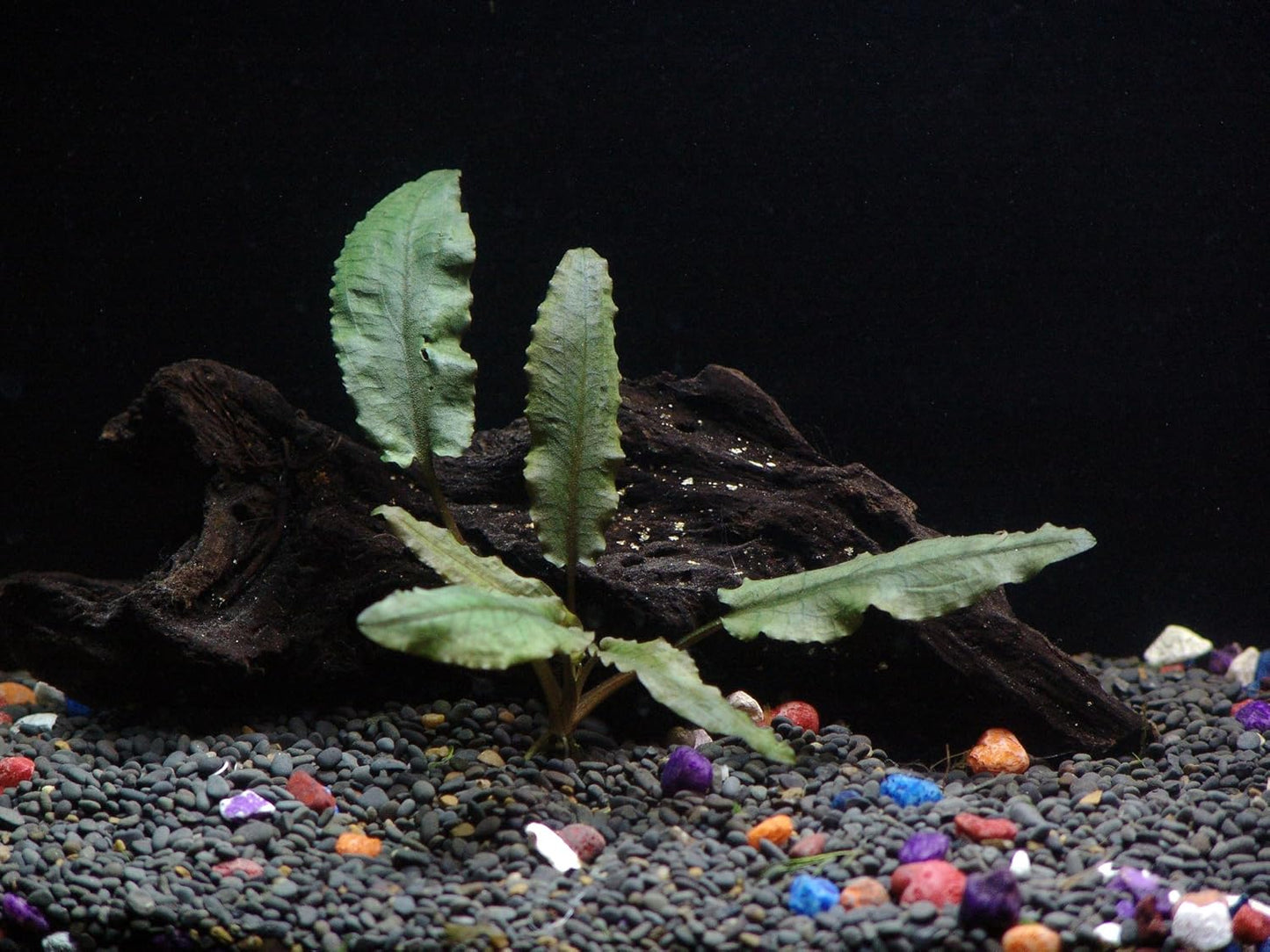 6 Species Aquarium Plants Package - Java Fern (Microsorum), Anubias (Anubias Barteri), Hornwort (Ceratophyllum demersum), Swords (Echinodorus), Moneywort (Bacopa), Cryptocoryne Green (Cryptocoryne)