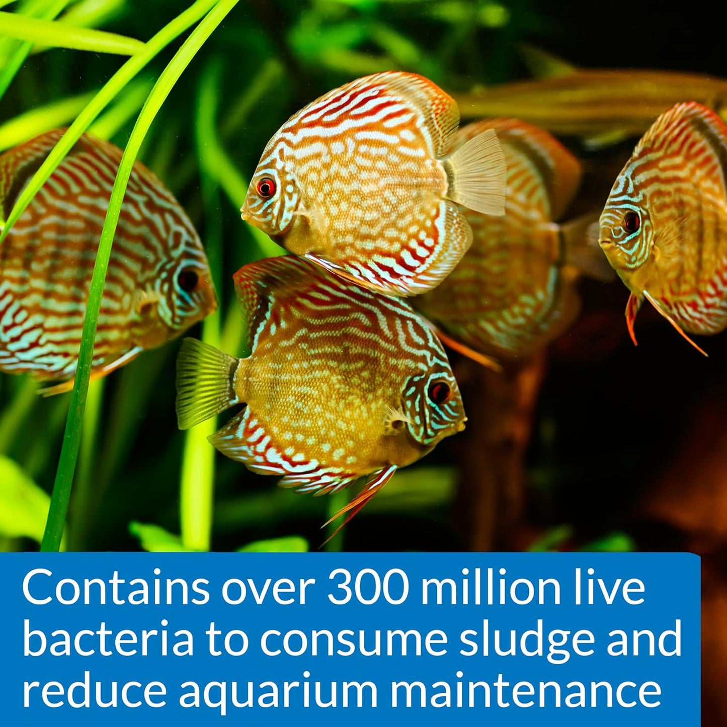 API STRESS ZYME Freshwater and Saltwater Aquarium Cleaning Solution 1-Ounce Bottle